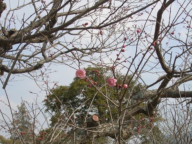紅梅